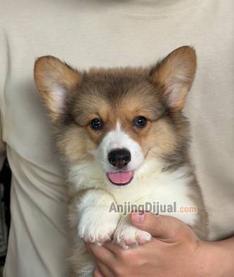 forsale-corgi-longhair-bigbone-Z1CP1B9250