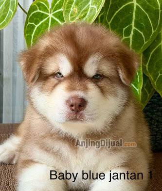 alaskan-malamute-super-special-turunan-import-bloodline-china-malamute-Q8AN86JBYJ