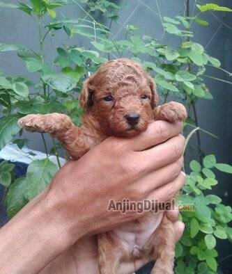 jual-red-poodle-Z8IA09BC6J