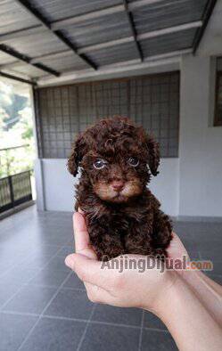 open-booking--phantom-choco-poodle-betina-super-kriwil-dan-langka-G8LUHS00HZ