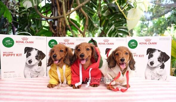 jual-puppies-longhaired-miniature-dachshund-P5E3POFKNF