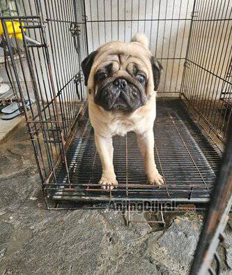 jual-pug-dewasa-YA2EEW2LUZ