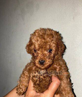 jual-puppy-poodle-4-jantan-FXKIV3AQF5