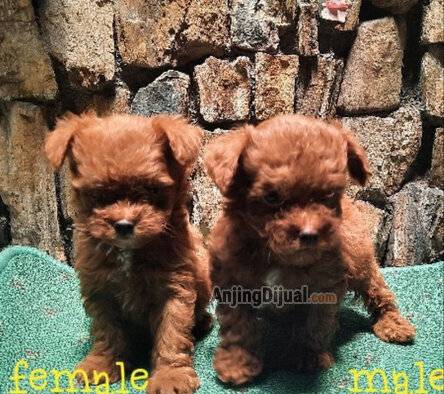 jual-mini-tedy-bear-face-poodle-kaki-pendek-UZNFNVSPG5