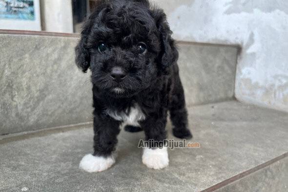 jual-puppy-poodle-tuxedo-color-male-KCJH32BI7L