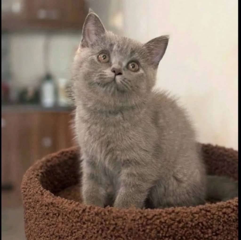 kucing-kitten-british-shorthair-female-CTGD9WNB7Q