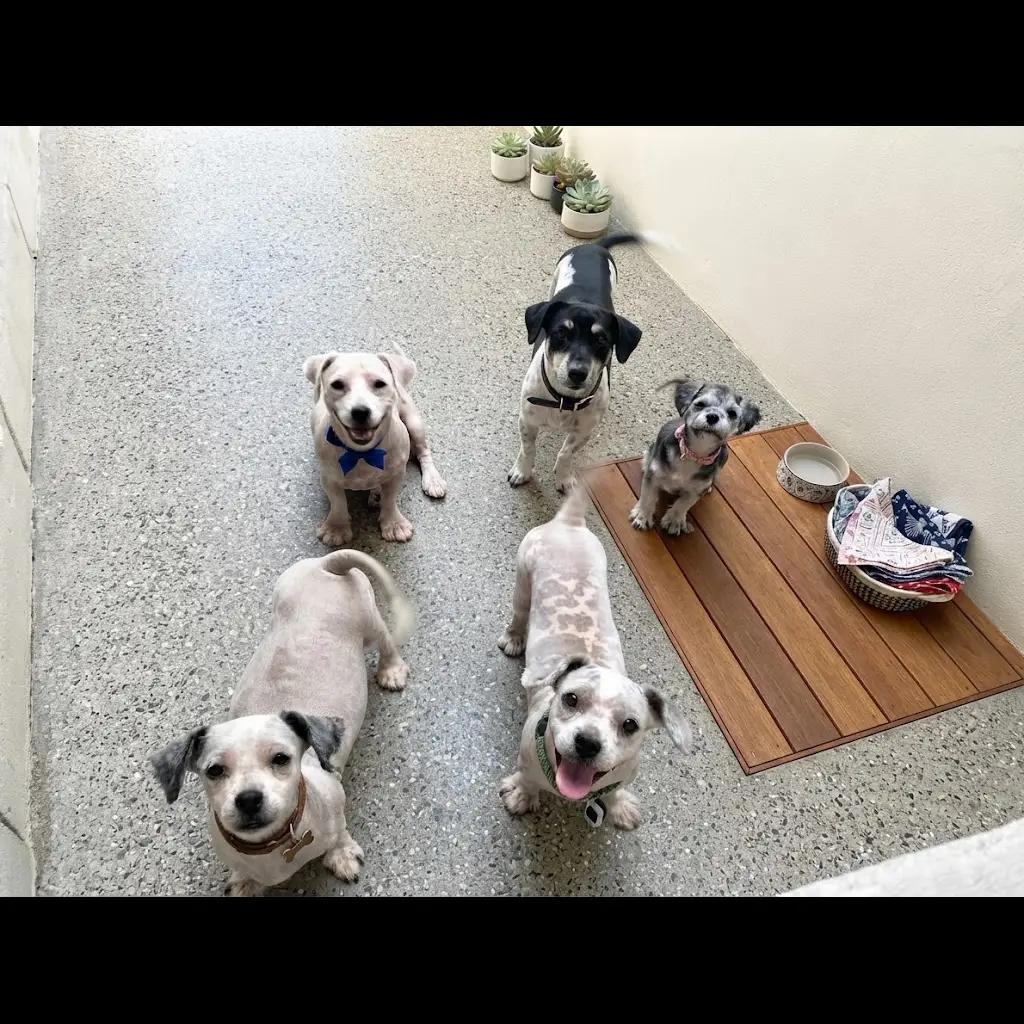 campuran-yoshire-shih-tzu-W6CGC1OMTL