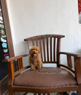 jual-red-toy-poodle-betina-size-mini-BTRKCY2B7M