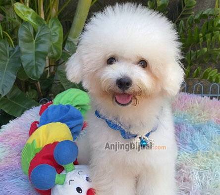 jual-white-toy-poodle-PUK9KMBLN0