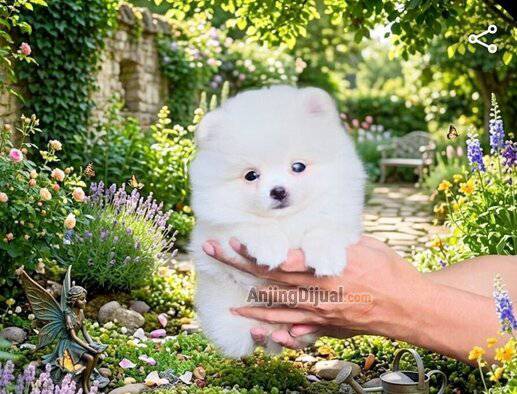 for-sale-cute-snow-white-pom-puppy-I0AMEDW7C9