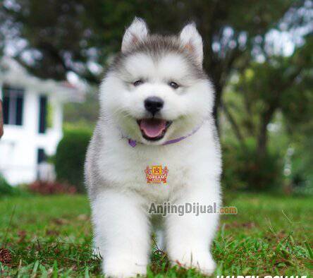 -jual-2-baby-alaskan-malamute-super-cute-longhair--super-high-quality--RFDEQ8HVKI