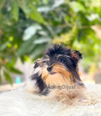 jual-premium-biewer-terrier-puppies-at-an-affordable-price-1F05IZ6IVU