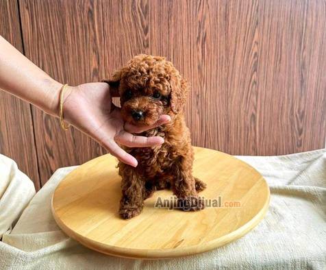 jual-mini-red-poodle-anakan-2-bulan-AIIKMDMLP1