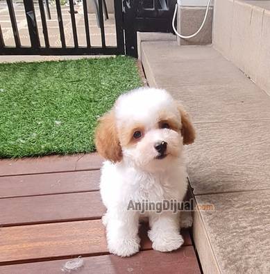 jual-short-leg-tiny-poodle-PY8GNA4MGR