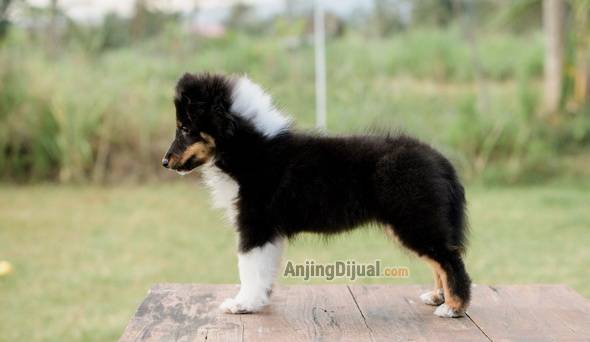 jual-puppy-shetland-sheepdog-sheltie-female-W3BLEQM6FC