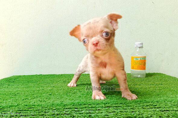 jual-chihuahua-jantan-choco-merle-blue-eyes-GCU2GA07CM