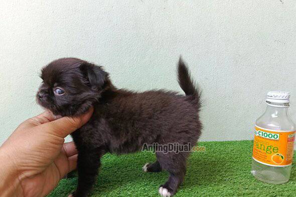 jual-chihuahua-betina-longhair-S58LRPY4DB
