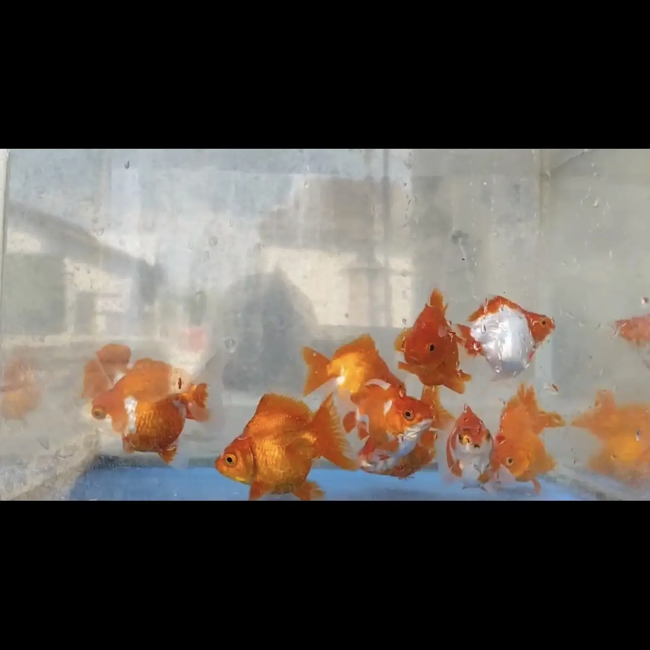 ikan-maskoki-ryukin-size-8-cm-murah-cuma-8-ribu-perekor-T1DT5OBB1Q