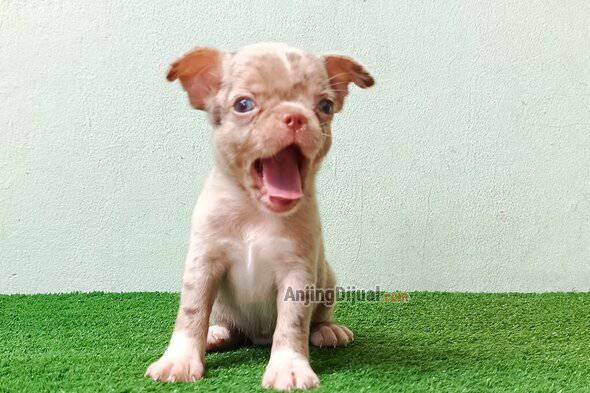 jual-chihuahua-jantan-choco-merle-cakep-hrg-murah-756CBGNP5J