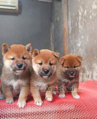 jual-shiba-inu-anakan-jantan-3-ekor-muka-bulat-94OT8EWP0C