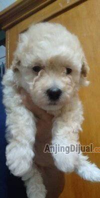 jual-toy-poodle-K0LGOWXREQ