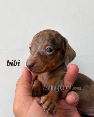for-sale-mini-dapple--brindle-tecke-l-dachshund-LHTDY4ER6X