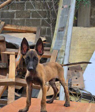 jual-belgian-malinois-puppy-J2OYNLGRC9