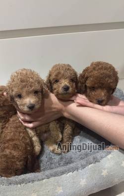 jual-toy-red-poodle-CZ0BPWWHN3