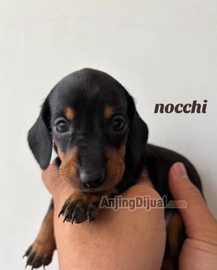 jual-4-anakan-dachshund--teckel-7H0WA0G4LZ