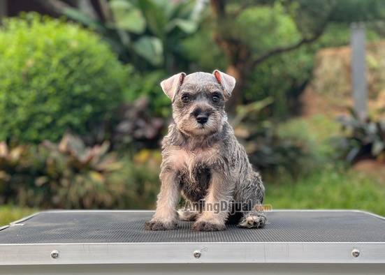 for-sale-puppy-female-miniature-schnauzer-C3B7AXQIB2