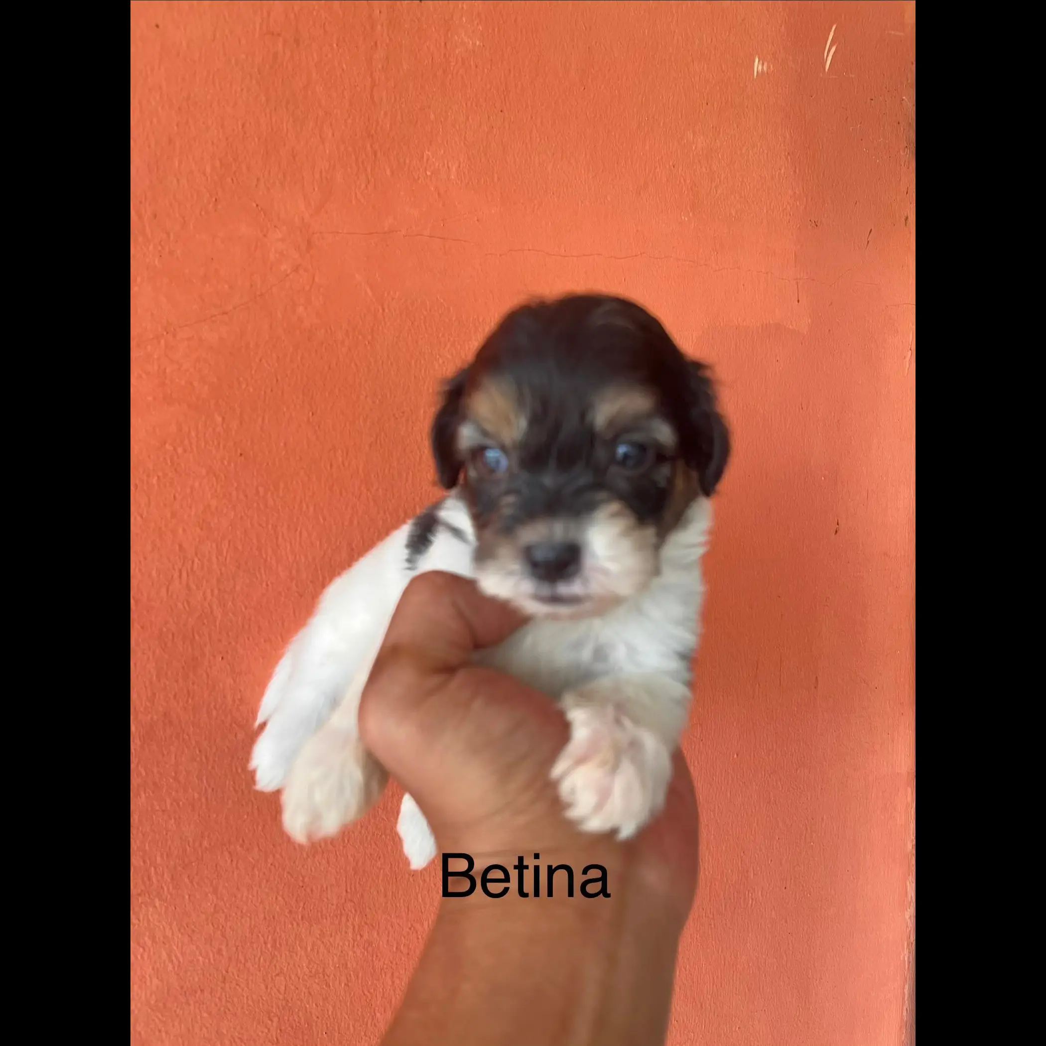adopsi-anakan-poodle-mix-maltese-7IFRXGSV8E