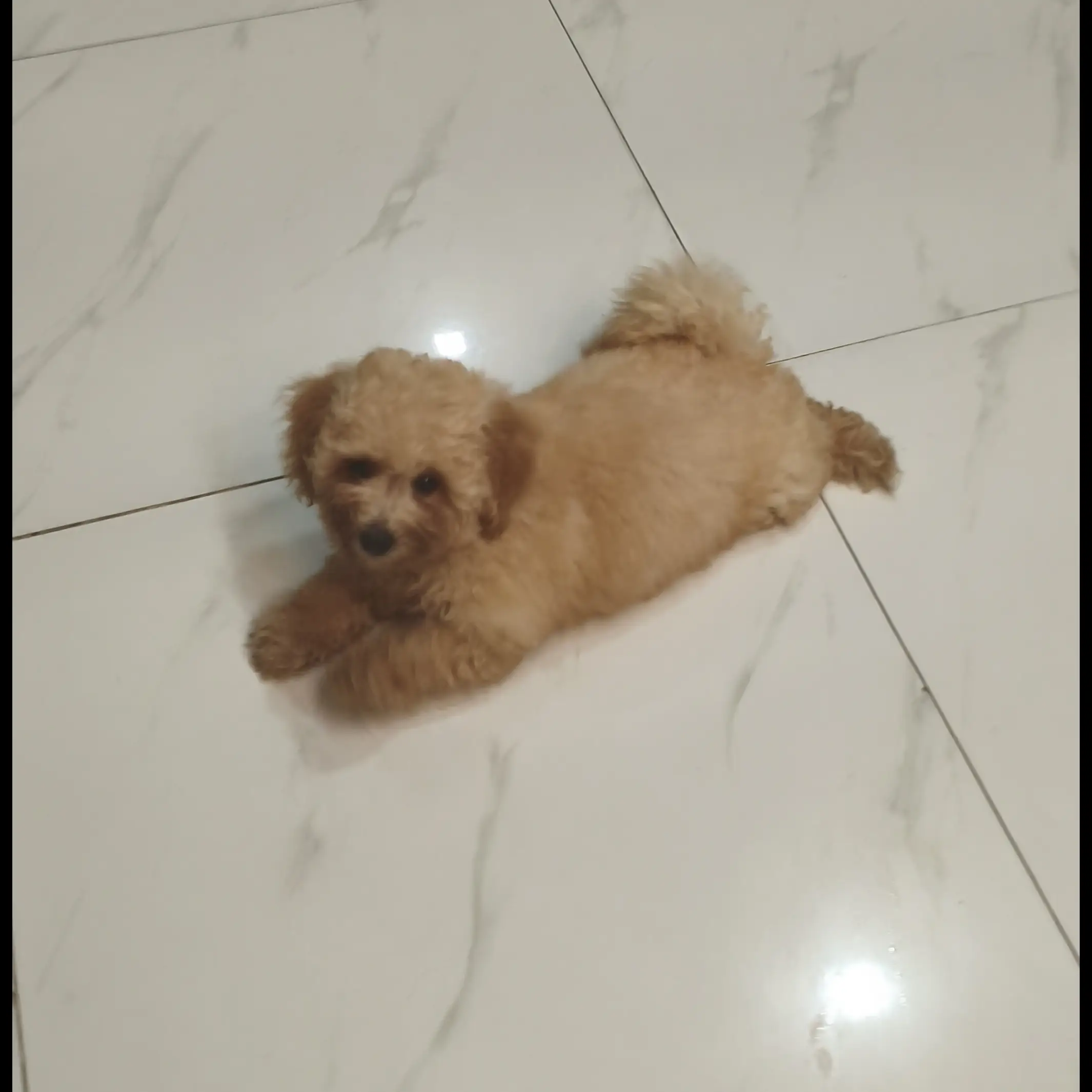 puppy-campuran-poodlemaltese--UZYRH66WK9