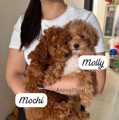 jual-toy-poodle-betina-FCG4QYZIA7