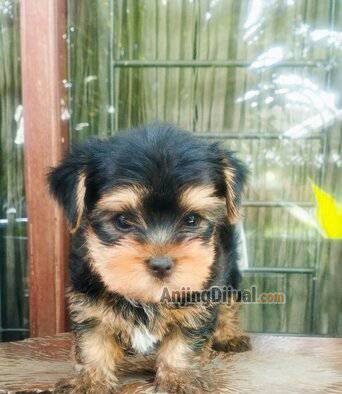 for-sale-super-premium-mini-yorkshire-terrier-UZDUQZIEJO