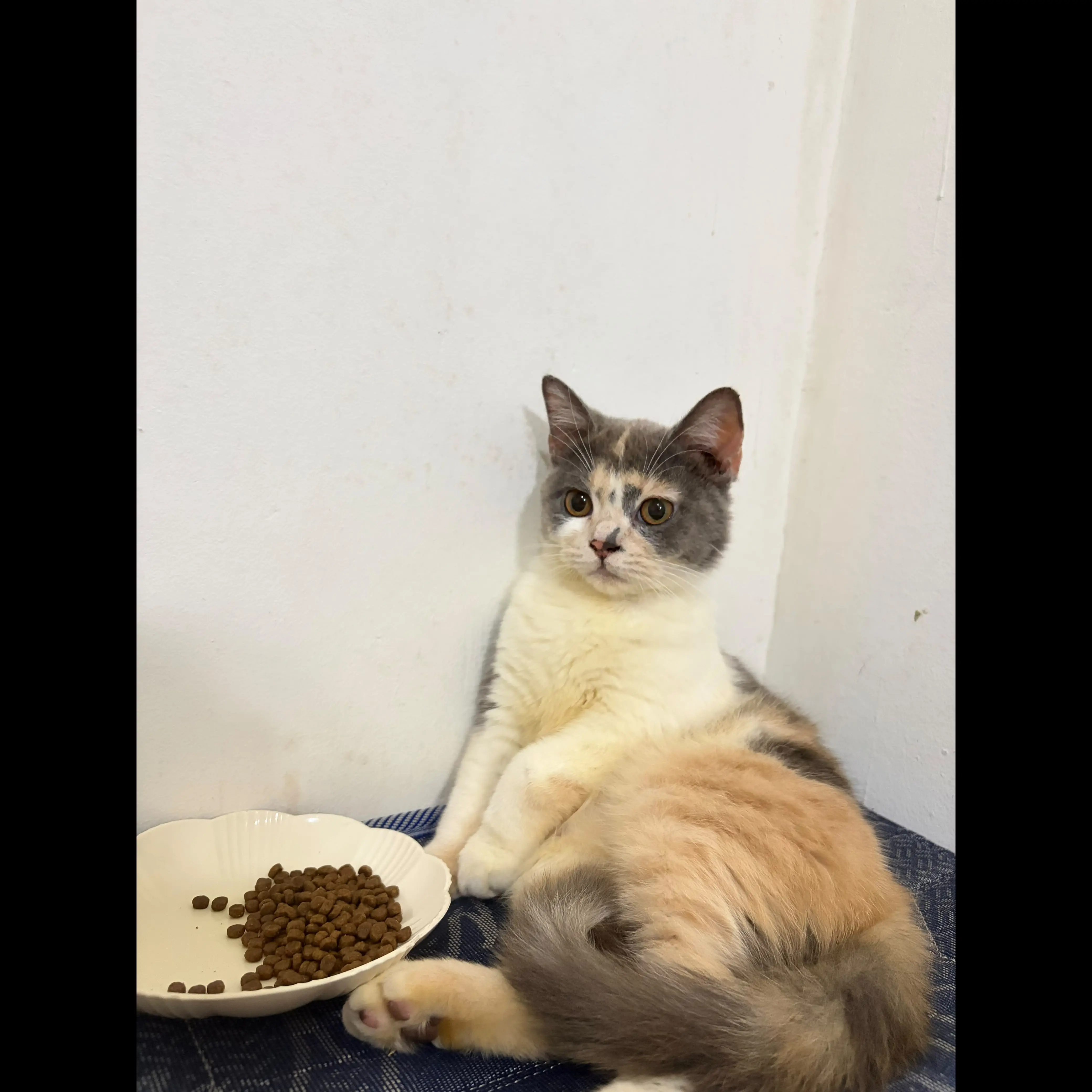 lepas-adopt-kucing-bsh-calico-cantik-umur-7-bulan--BSIXJ3TF2F