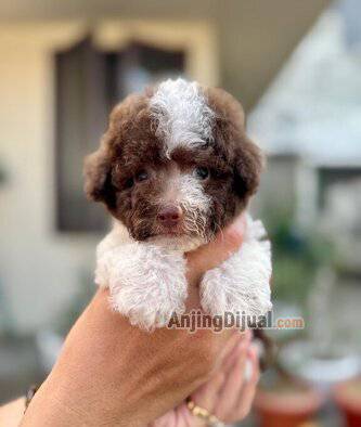 jual-poodle-party-choco-male-murah-berkualitas-LVG50WV5IS
