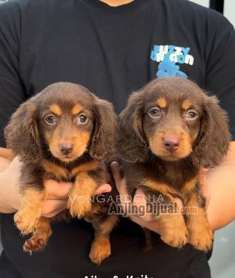 jual-dachshund-longhairs-6Z14NH3GWC