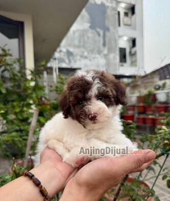 jual-anakan-poodle-party-choco-rare-color-blue-eyes-jantan-M4Z70EBJ4C