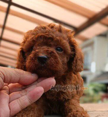 jual-pudle-2-male-1CF3AVQQKU