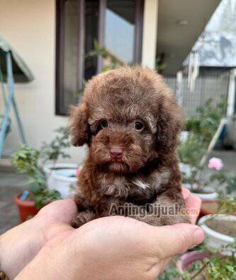 jual-poodle-male-phantom-choco-murah-berkualitas-78MAFDEBR0