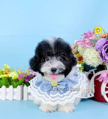 jual-male-party-poodle-super-cute-motif-lucu-belang-sapi-IS7D3MWNC9