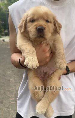 anakan-golden-good-quality-5SELWNT8G2