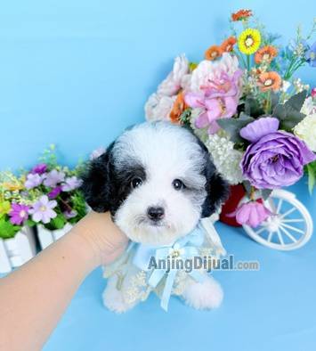 jual-male-party-poodle-corak-bagus-belang-sapi-karkater-bagus-baik-dan-manja-RO4UXIYPWH
