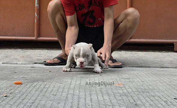 jual-anakan-exotic-bully-X2XFJ6Z2IK