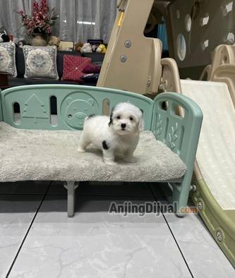 for-sale-1-unique-female-particolor-poodle-puppy-TB81FSSYOT