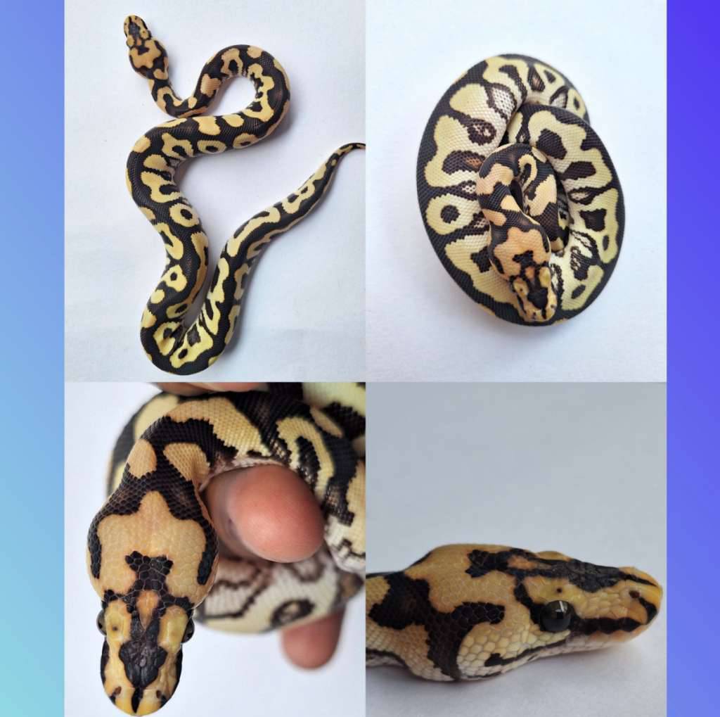 the-persia-spotnose-desert-ghost-clown--terima-tukar-tambah-dengan-pied-female-het-lavender-atau-pied-female-lainnya-9UEJ79683D