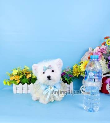 jual-teacup-male-maltese-super-cute-face-bersih-no-ters-stain-super-gemes-lucu-ELXM4T1JGA