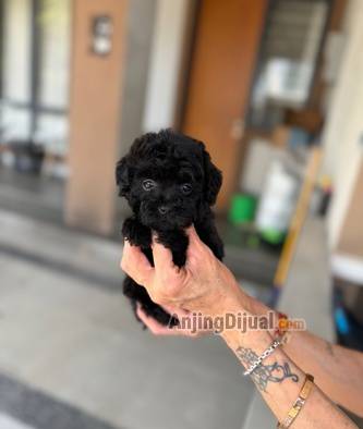 jual-poodle-tiny-black-solid-betina-OB5PAHUVDR
