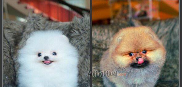 for-sale-hq-pom-teddy-bear-puppy-3BJTAZT06G