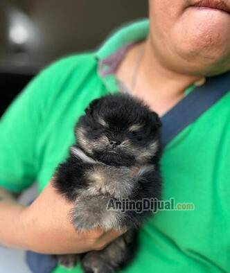 jual-minipom-jantan-anak-merle-TNN93X9F6T